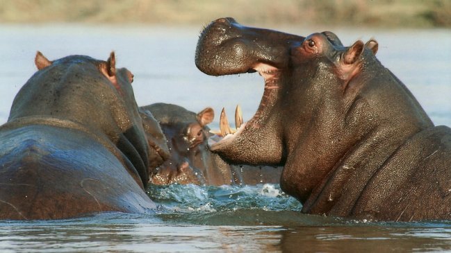 Un turista tomaba fotos y murió atacado por un hipopótamo en Kenia