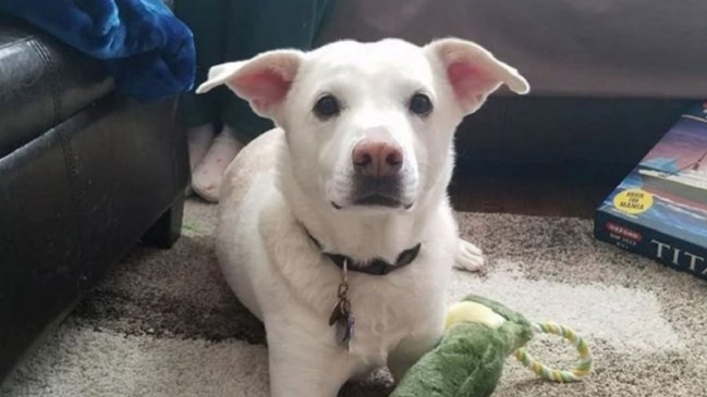 Familia denunció que le aplicaron eutanasia a su perro por error