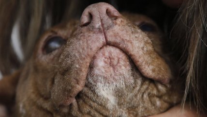  Niño de cuatro años fue mordido en la cara por un pitbull  