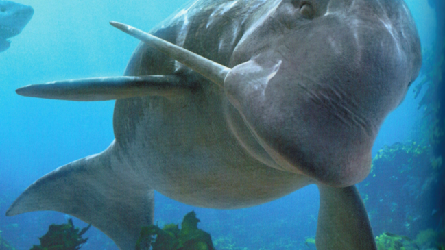 Fósiles de un extraño delfín prehistórico llegan desde Caldera al Museo de Historia Natural