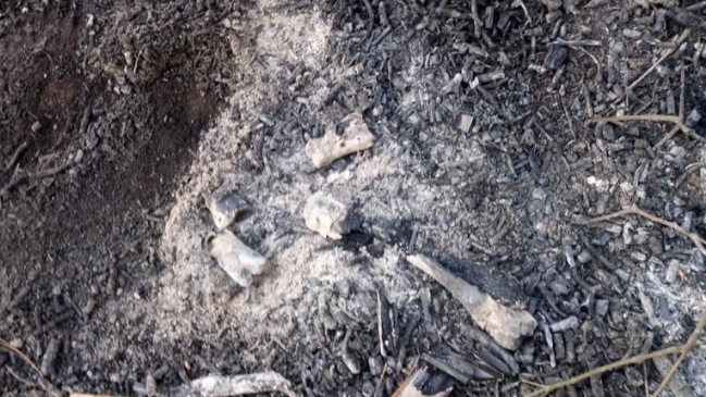 ViÃ±a del Mar: Encuentran restos de perros quemados y descuartizados