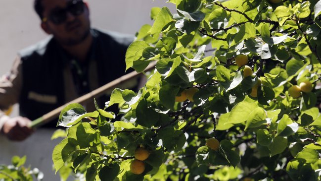 SAG de Tarapacá se querelló por presencia de plagas en productos de contrabando