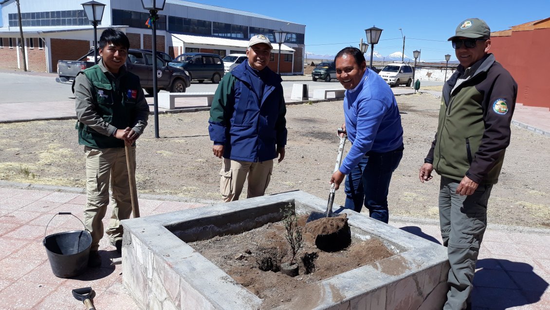 Arica: Conaf entrega cien queñoas en comuna de General Lagos