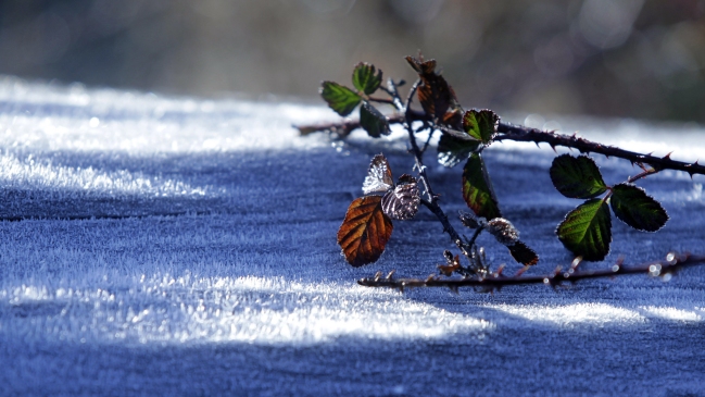 Los Ríos: MeteoChile anunció mínimas bajo cero para Valdivia