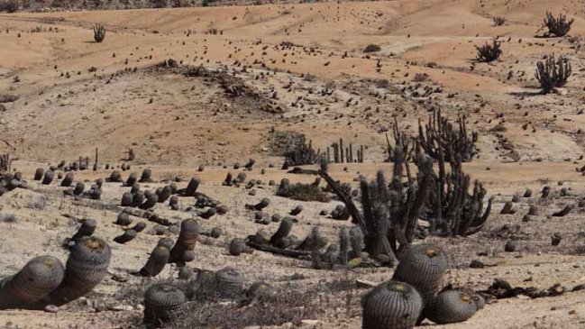 Realizarán importante seminario de vida silvestre en Atacama
