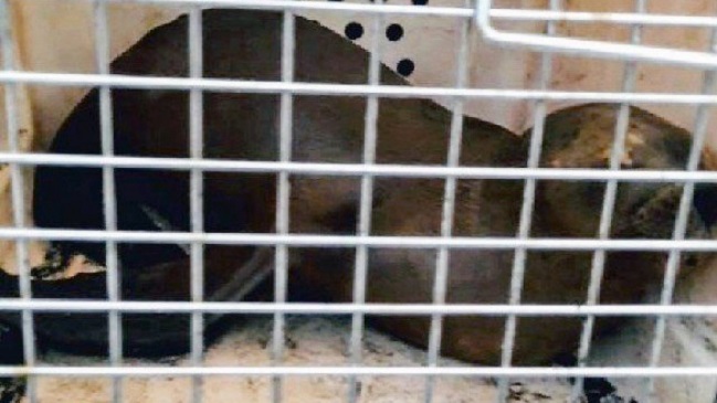 Joven lobo marino murió tras recibir impacto de 43 perdigones en Coronel