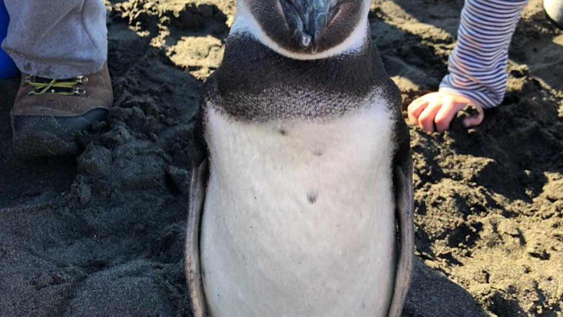 Rescatan a pingüino magallánico en Pelluhue y lo trasladan a parque de Rancagua