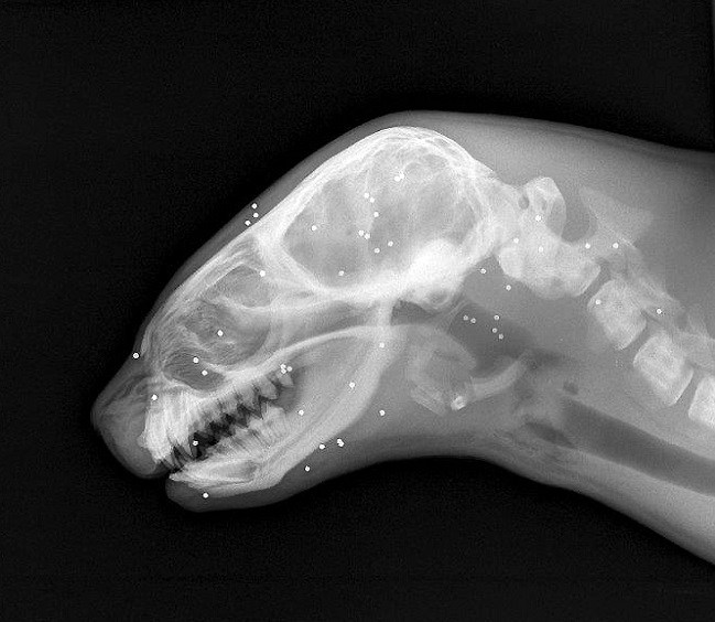 Imagen foto_00000016