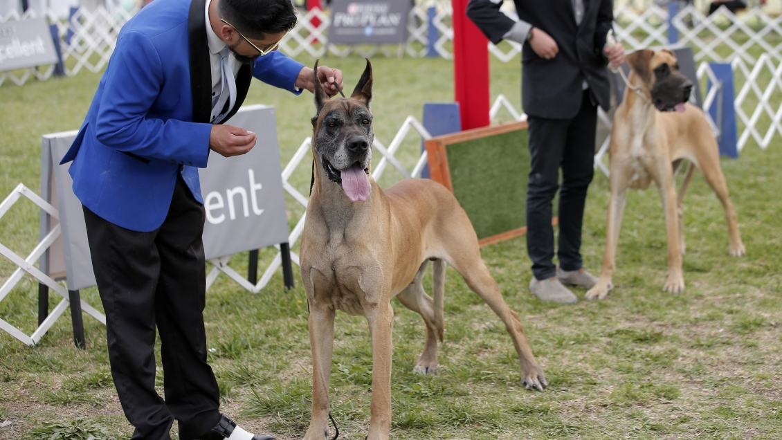 Tenencia responsable de mascotas: Reglamento determinó como peligrosas nueve razas de perros