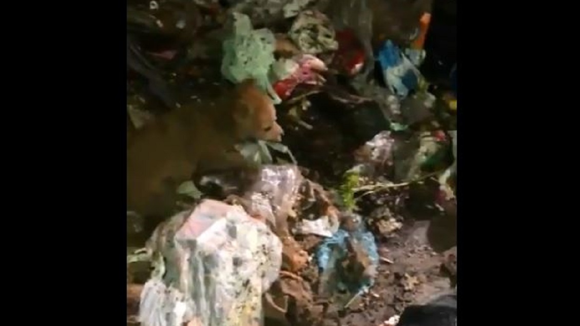 Emotivo rescate de perrita desde camión de basura enamoró a redes sociales