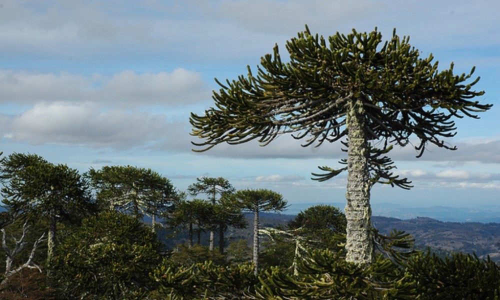 Biobío: Realizarán millonaria inversión para restaurar el bosque nativo en la Cordillera de Nahuelbuta
