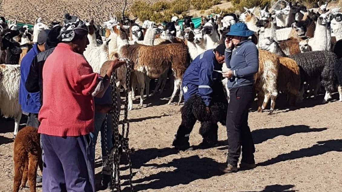 Detectan bacteria abortiva contagiosa en camélidos de Parinacota