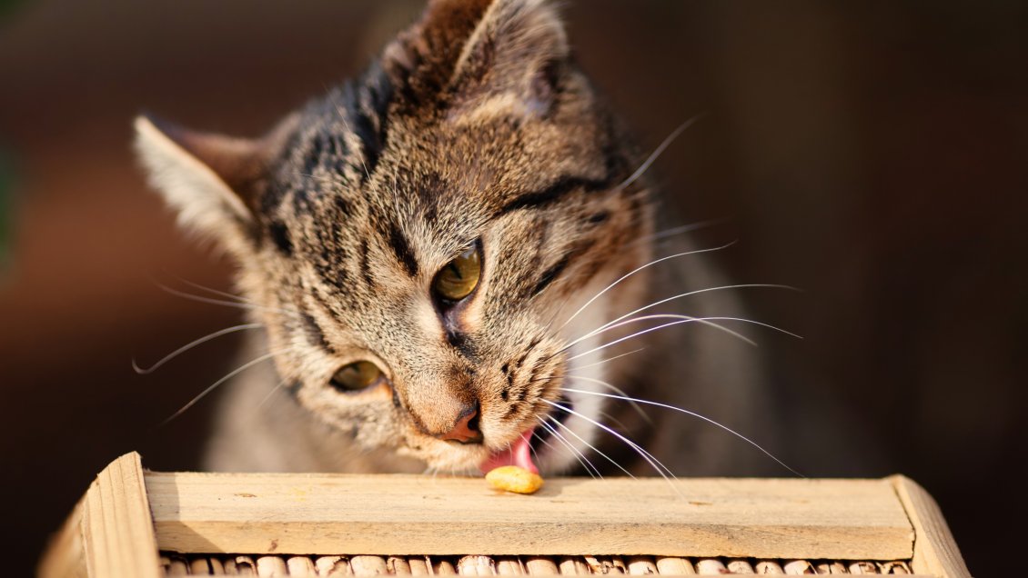 ¿Qué alimentos para humanos jamás deben comer los gatos?