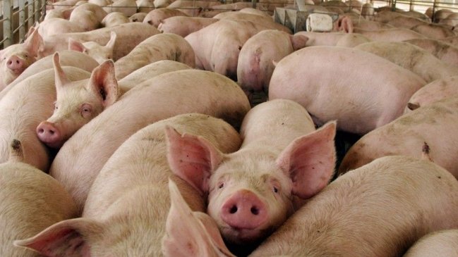  China: FAO alerta posible propagación de brote de peste porcina  