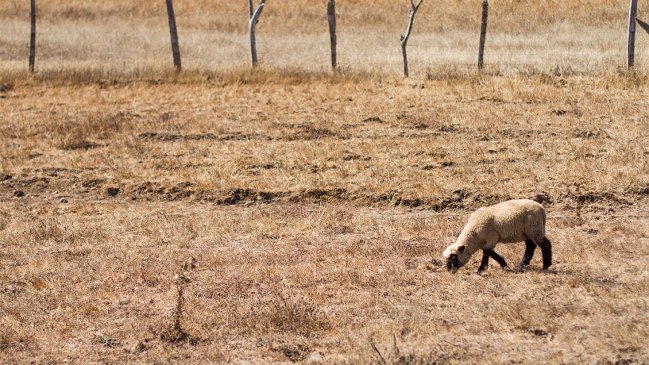 Rauco: Intendente emplazó a alcalde a 