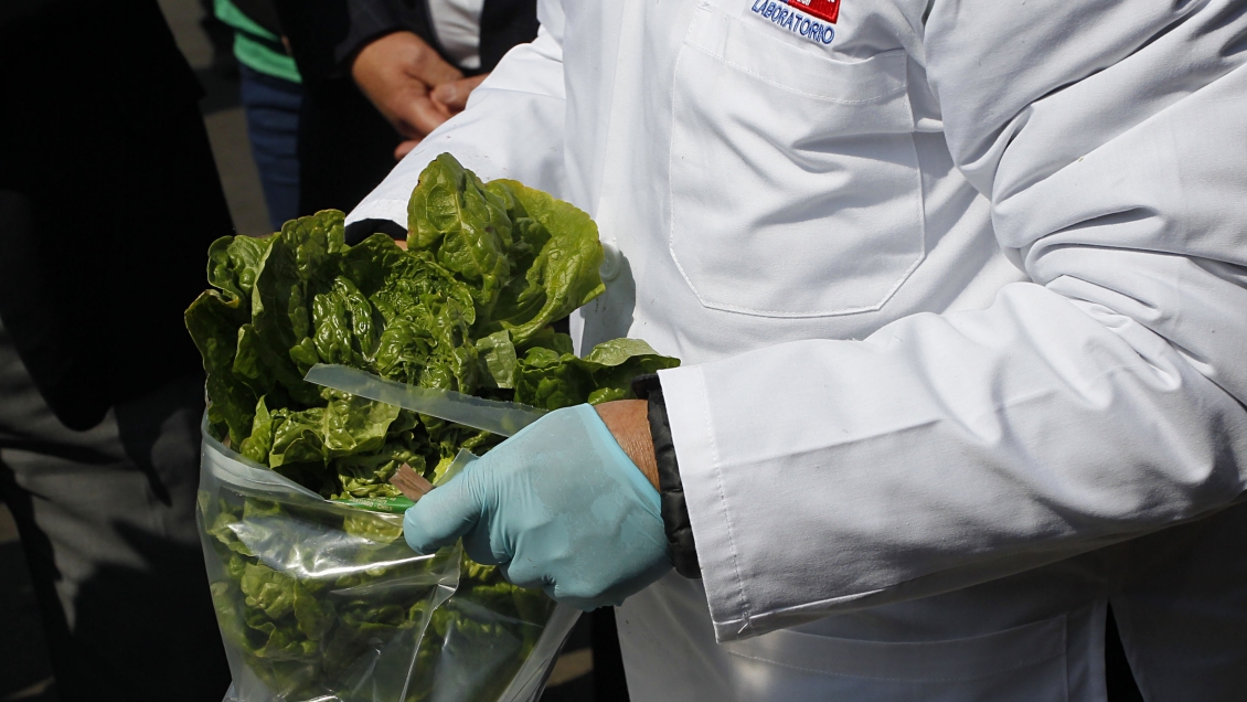 Santiago: Seremi toma muestras de hortalizas ante casos de cólera