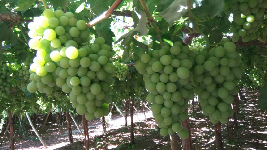 Atacama: Catastro mostró baja en la superficie plantada de olivo y vid de mesa