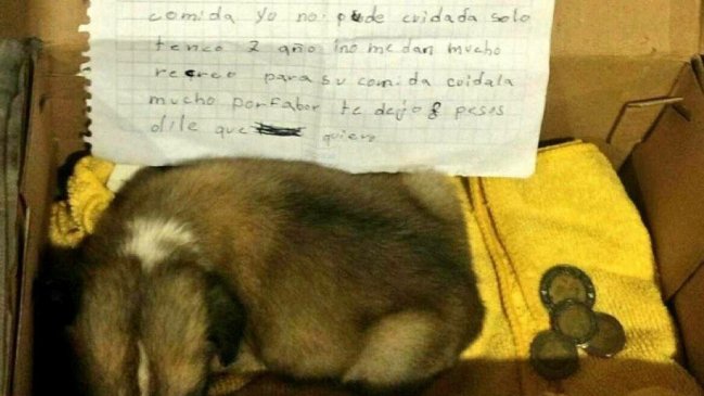 Obligada a dar su mascota: La carta de una niña de siete años que rompió el corazón de internet