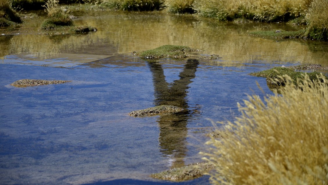 Chile y contrademanda de Bolivia por el Silala: Es un nuevo guiño electoral del presidente Morales