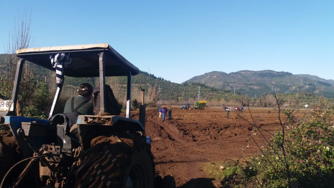 Tras cierre planta Iansa Linares: Remolacheros podrán optar a beneficio económico del Estado