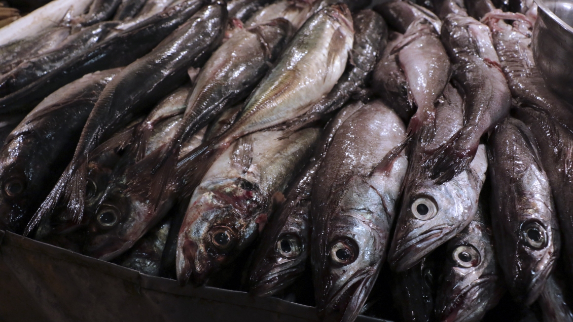 Directora Sernapesca: Hay un mejor compromiso de la ciudadanía con la veda de la merluza