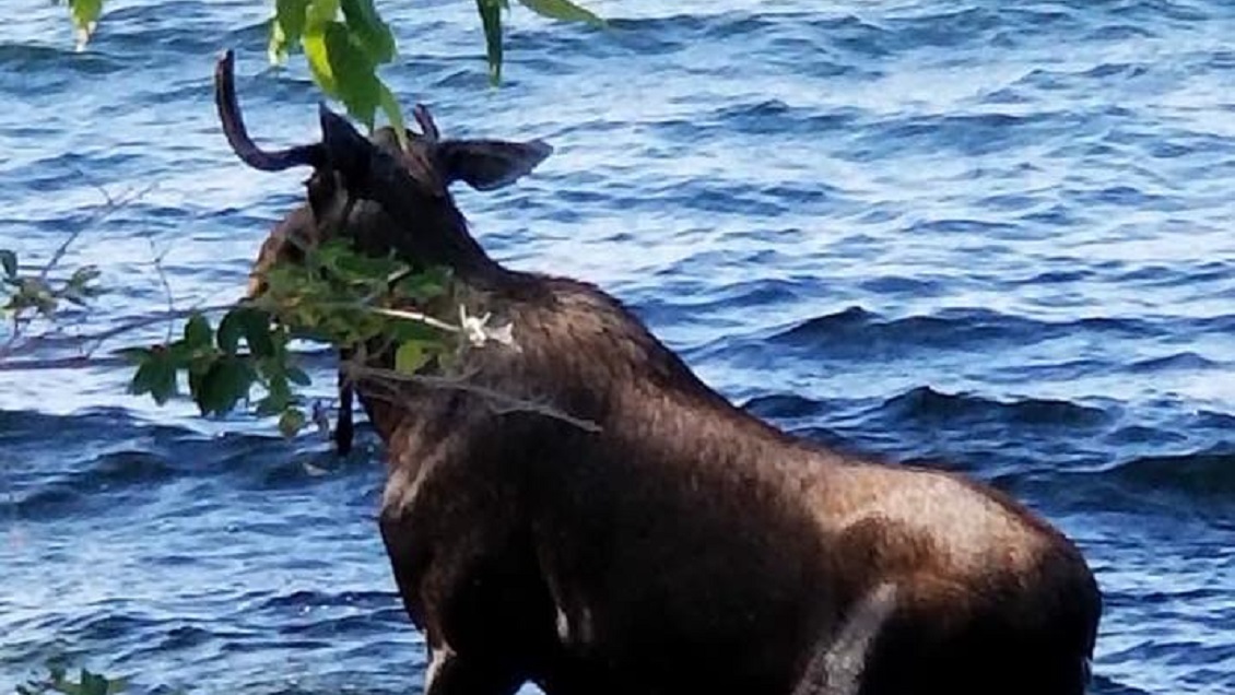 Alce murió ahogado mientras huía de personas que querían tomarle fotos