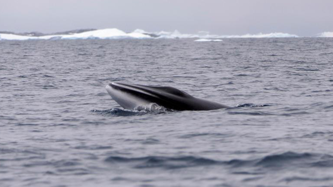 Japón cazó más de 50 ballenas en área protegida de la Antártida, según WWF
