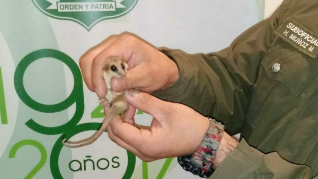 Carabineros rescató a marsupial chileno en Lautaro