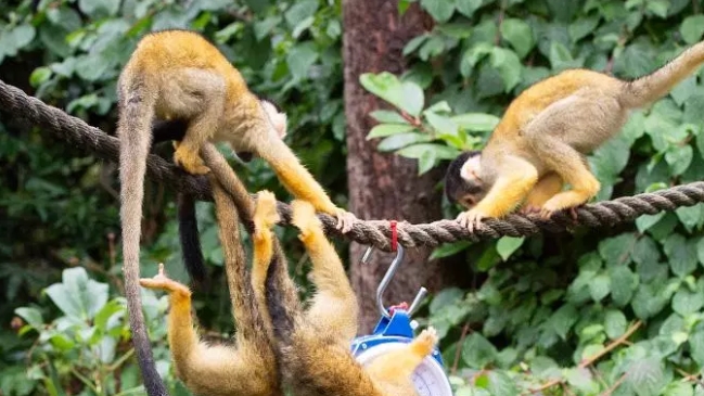 Hombre se metió a un zoológico para robarse un mono y lo pagó caro