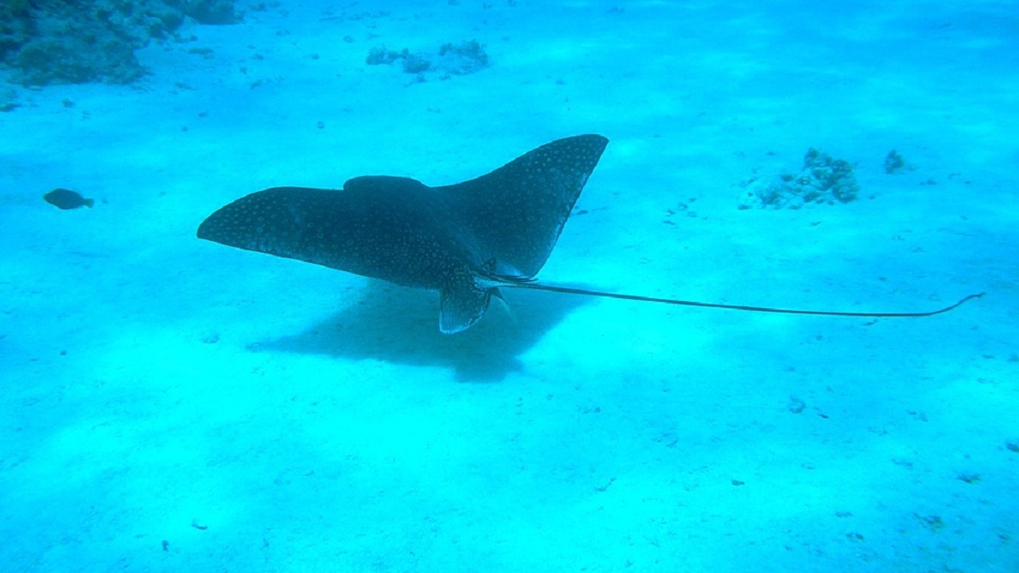 Turista sufrió doloroso ataque de mantarraya en su zona pélvica