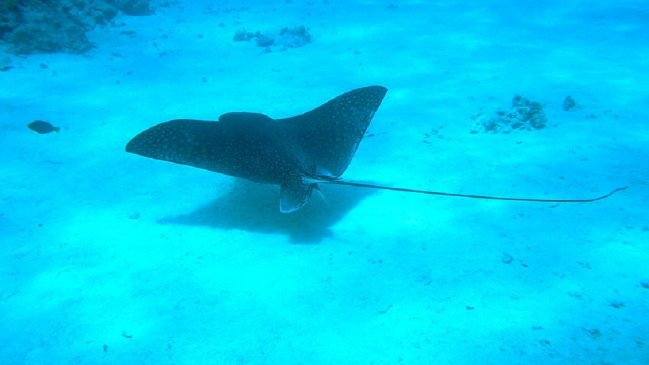 Turista sufrió doloroso ataque de mantarraya en su zona pélvica