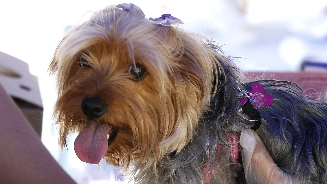 Dos mil perros y gatos serán esterilizados próximamente en Iquique