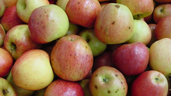 Talca: Rayos X permitirán detectar patología en manzanas de exportación