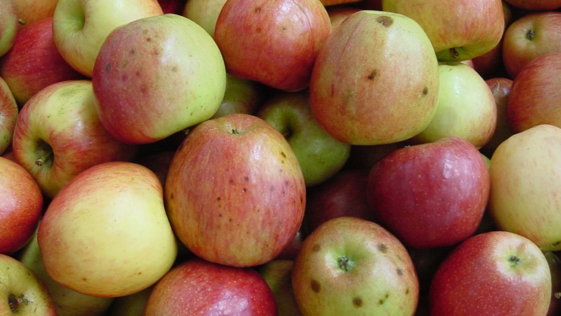 Talca: Rayos X permitirán detectar patología en manzanas de exportación