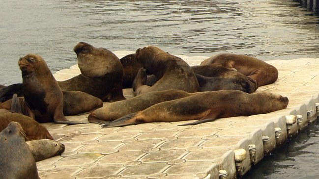 Valdivia: Lobos marinos atacan a cisnes de cuello negro