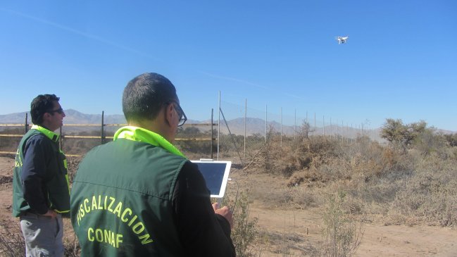 Conaf fiscaliza con dron la tala de bosque nativo en Copiapó