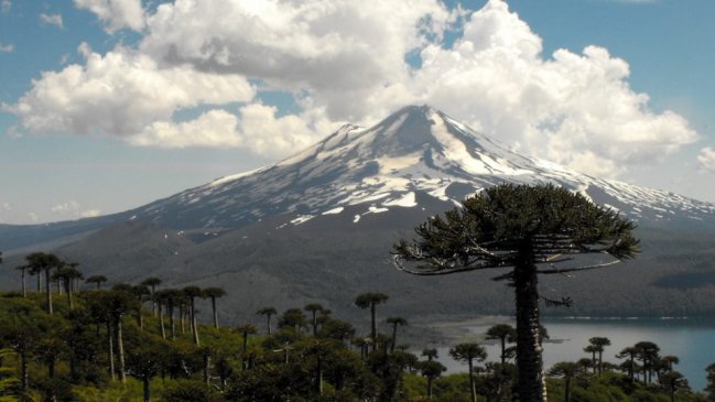 Comunidades mapuche preocupadas por araucarias infectadas con hongo