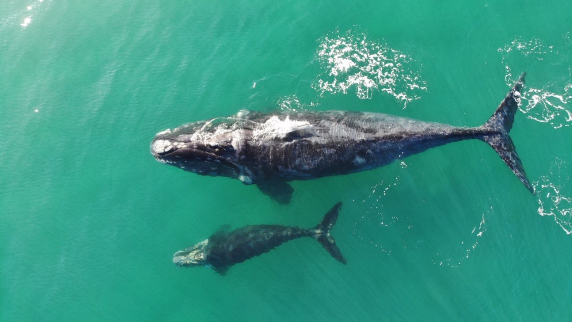 Piden respetar normativa de avistamiento por presencia de ballena franca en Quintay