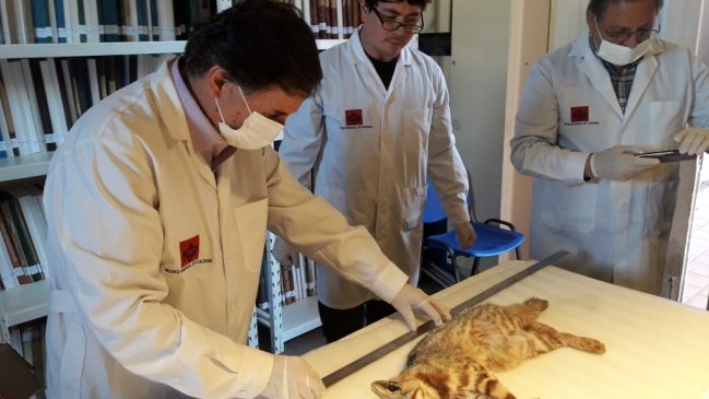 Gato colocolo atropellado será parte del Museo Regional de Atacama