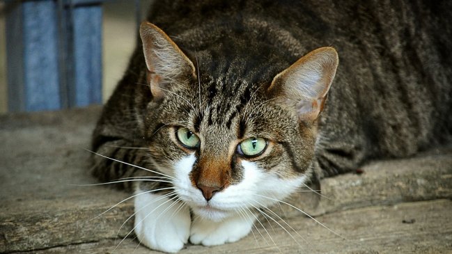 Gato moribundo infectó a su dueño con una bacteria letal