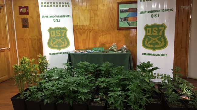 Carabineros desbarató banda que cultivaba y vendía marihuana en Punta Arenas