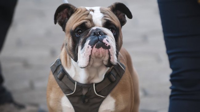 Balance del registro de mascotas: Ya van más de 65 mil ejemplares inscritos