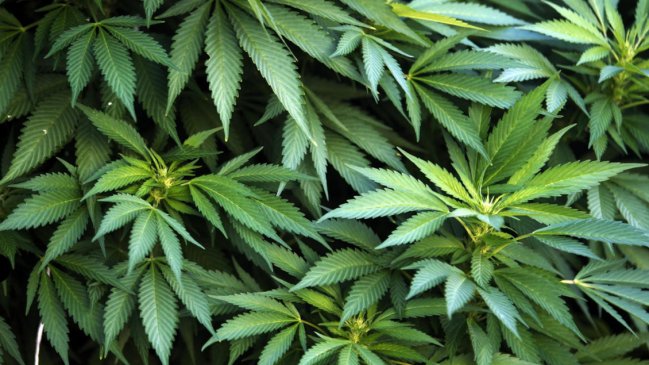  Uruguay vendió más de una tonelada de marihuana en farmacias  