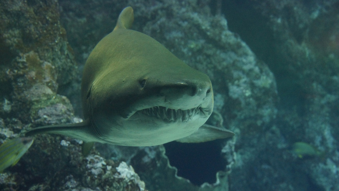 Hombre murió tras ser atacado por un tiburón en la costa noreste de EEUU