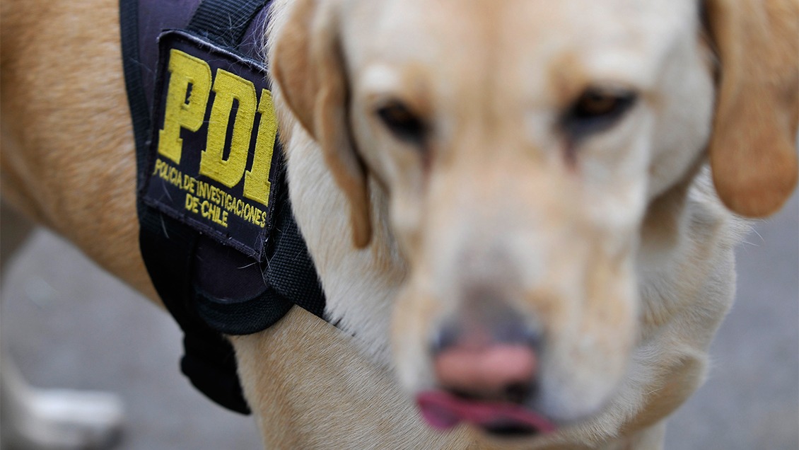 Perros de la PDI encontraron distintos tipos de drogas en control carretero en Ñuble