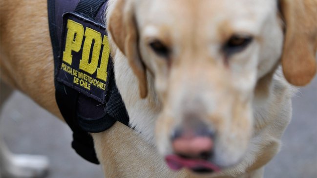 Perros de la PDI encontraron distintos tipos de drogas en control carretero en Ñuble