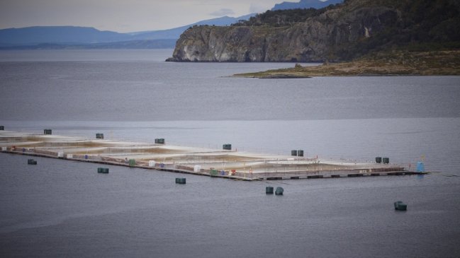Calbuco: Marine Harvest entrega a las autoridades antecedentes sobre el proceso de recaptura de salmones