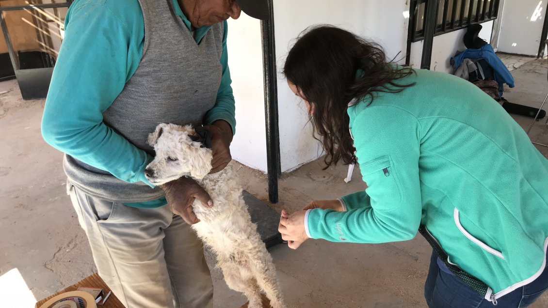 Realizan operativo a perros y gatos para proteger fauna silvestre del Tamarugal