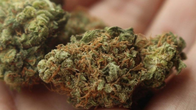 Empresa busca a catadores de marihuana en Canadá