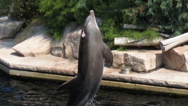 Murió el delfín más viejo del mundo que vivía en cautiverio